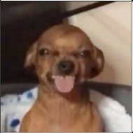 Smiling chihuahua meme magnet