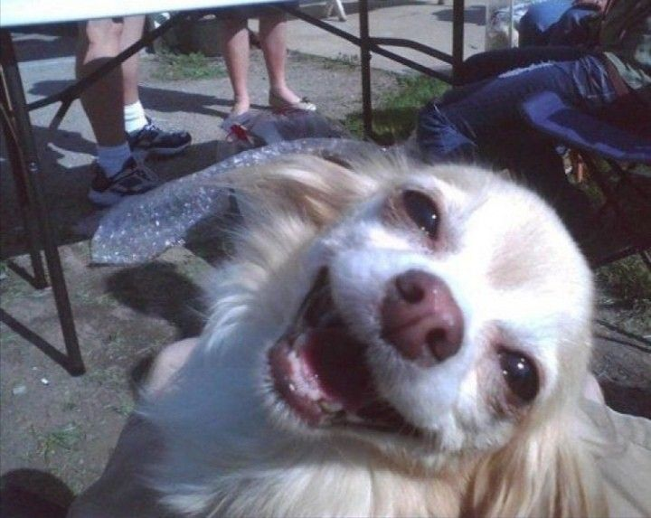 Happy dog head tilt magnet
