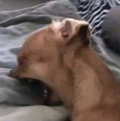 Laughing puppy magnet