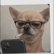 Chihuahua glasses cigarette magnet
