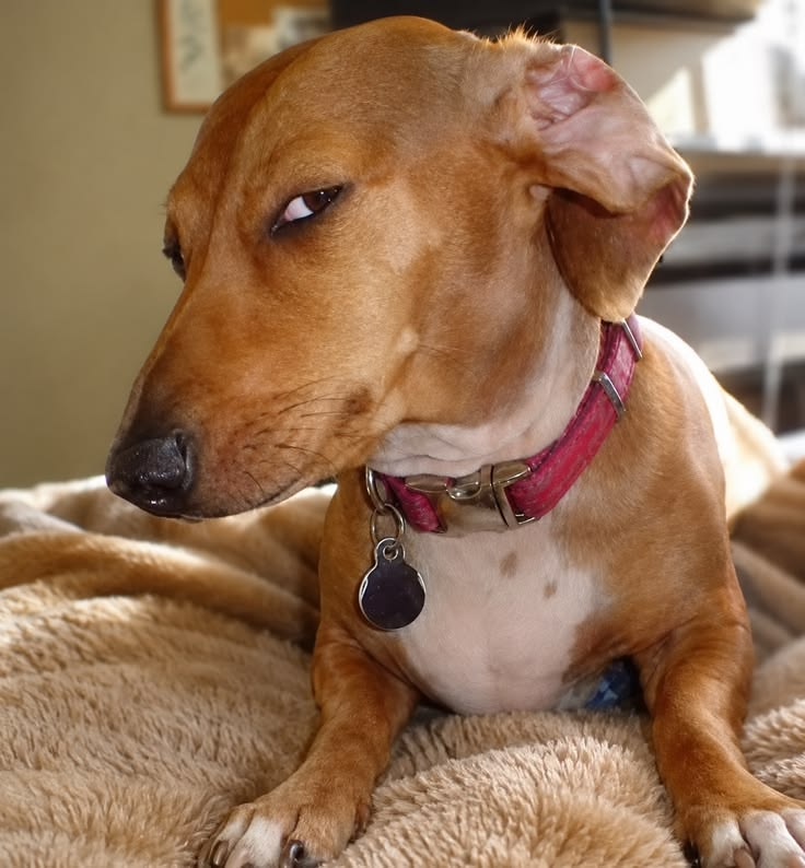 Brown dog side eye magnet