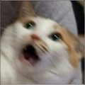 Screaming cat magnet